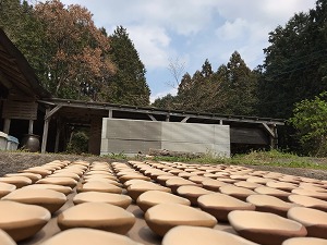 多良の森も春…