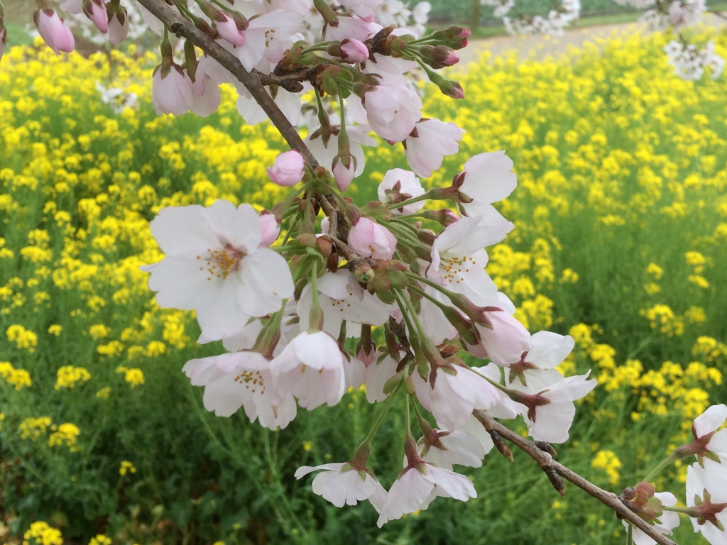 お花見 「八街に花見の名所を！」 | 小澤孝延のブログ