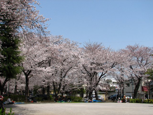 東綾瀬公園の桜 1