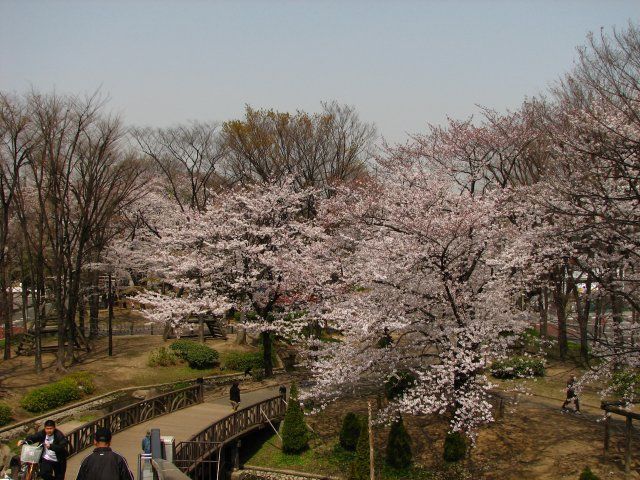 東綾瀬公園の桜 2