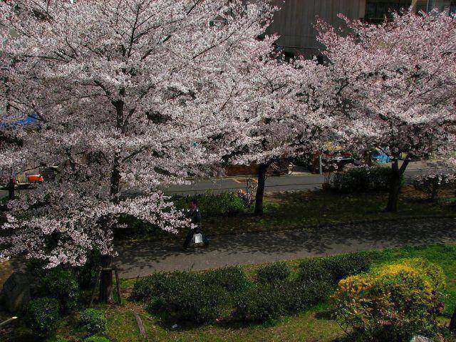 東綾瀬公園の桜 3