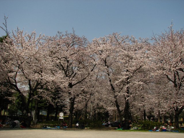 東綾瀬公園の桜 4