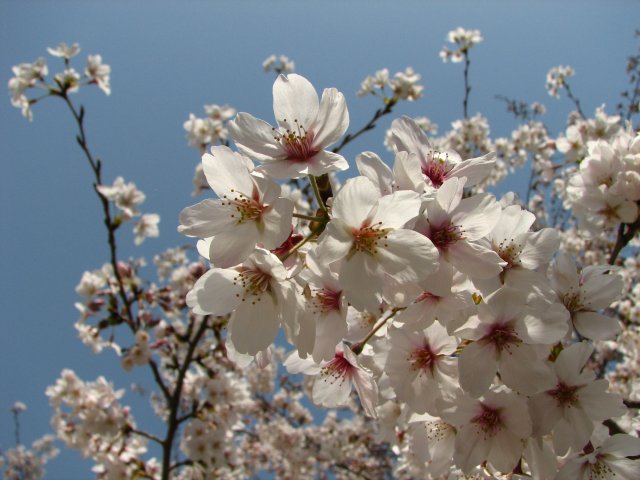 東綾瀬公園の桜 5