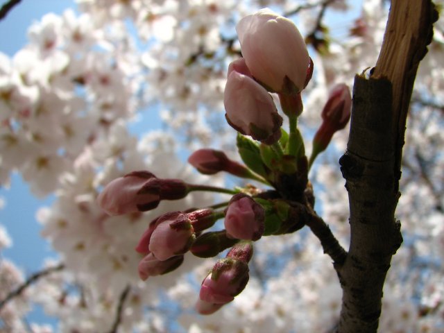 東綾瀬公園の桜 6