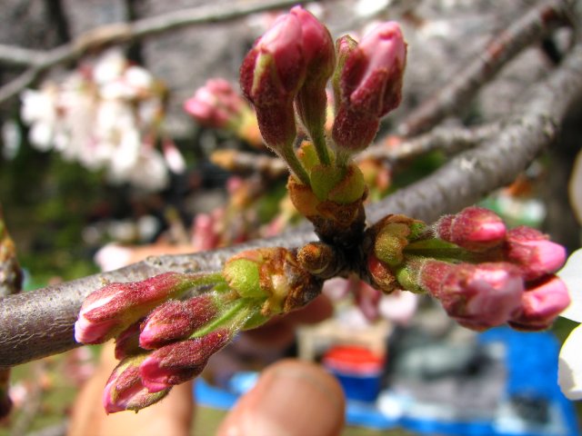 東綾瀬公園の桜 7