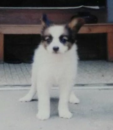 愛犬写真1