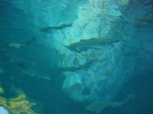 masu2
