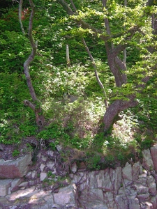 nojimakamo2