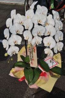 胡蝶蘭