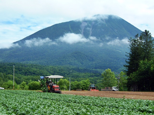大根河岸第40回産地04