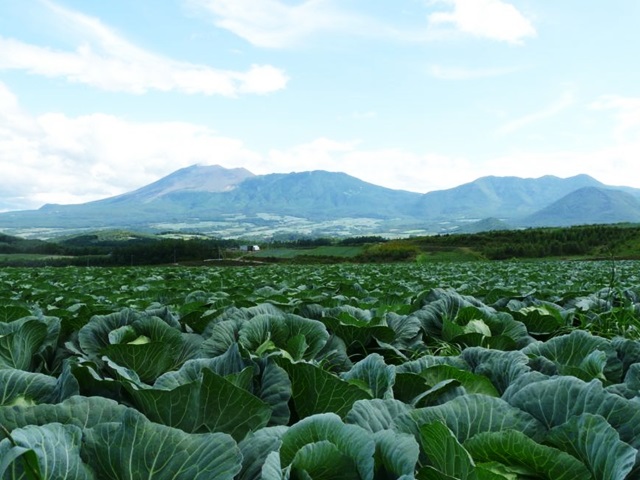大根河岸第40回産地05