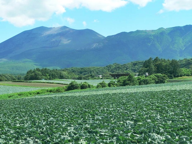 大根河岸第40回産地06