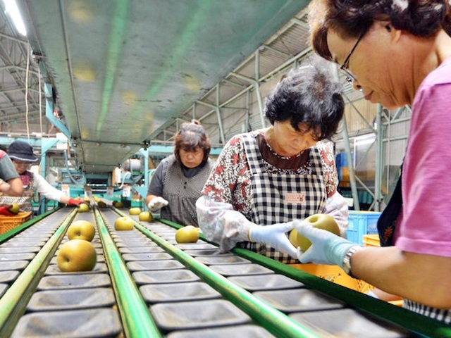 大根河岸第40回産地10