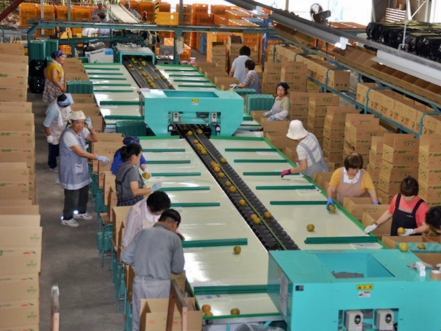 大根河岸第40回産地11