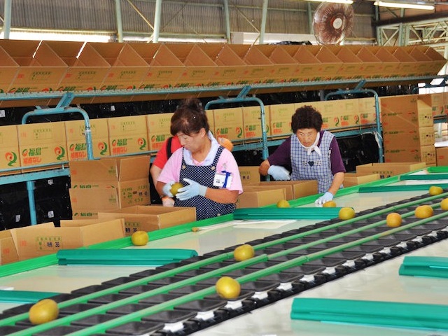 大根河岸第40回産地12