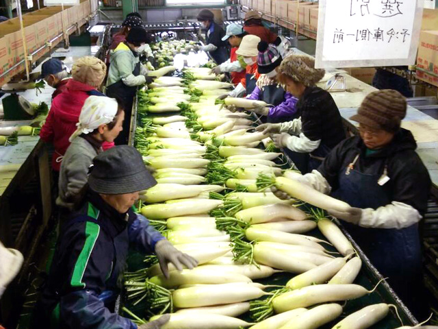 第43回 大根河岸産地写真01