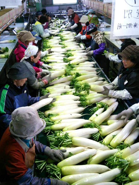 第44回 京橋大根河岸産地写真02