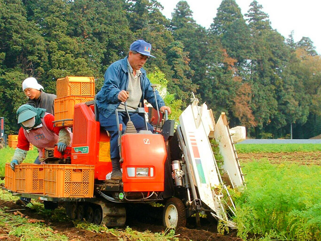 第44回 京橋大根河岸産地写真06