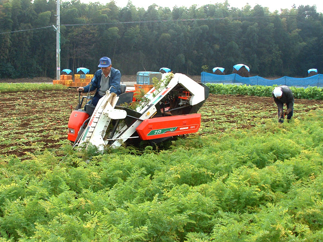 第44回 京橋大根河岸産地写真07