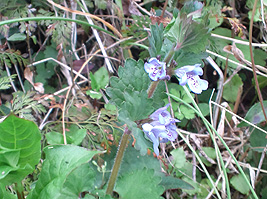 カキドオシ.jpg