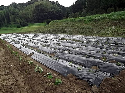 植え終わった川向こう畑m.jpg