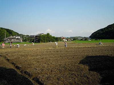 110716大豆畑s.jpg