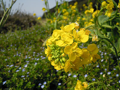 菜の花と2050m.jpg
