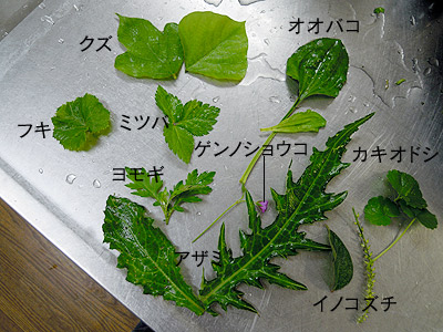 薬草3122.jpg