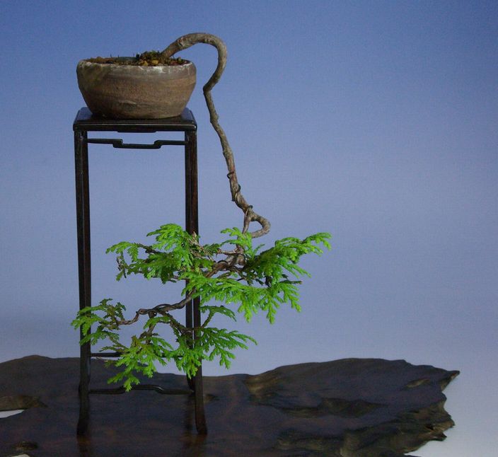 ヒノキ | 小品盆栽てのり樹工房