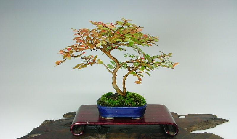 サルスベリ | 小品盆栽てのり樹工房