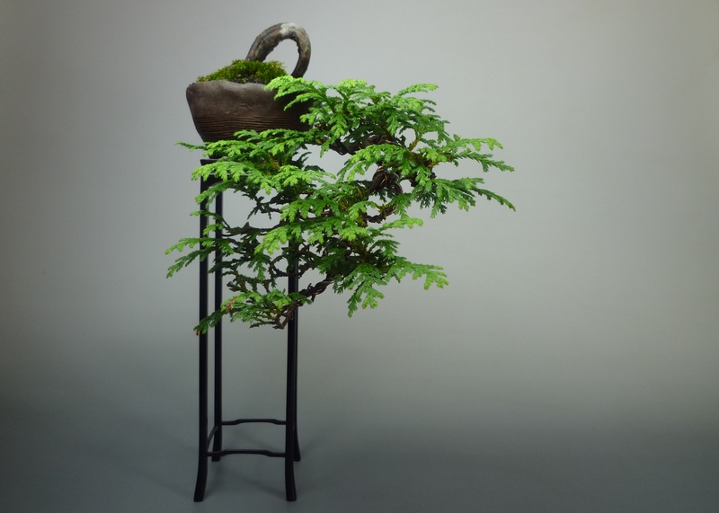 ヒノキ | 小品盆栽てのり樹工房