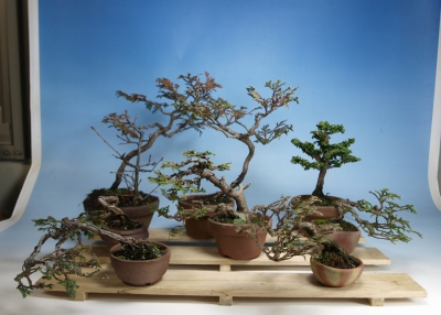 チャボヒバ檜盆栽 ツヤマヒノキ | 小品盆栽てのり樹工房