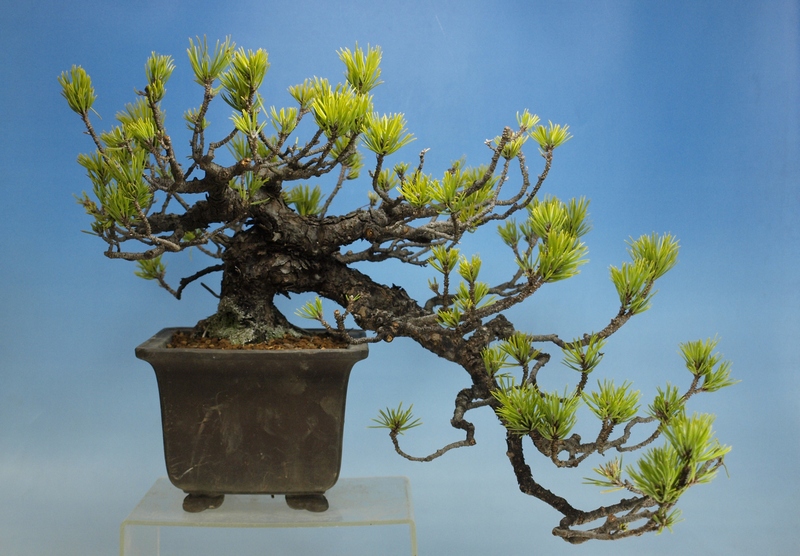 Web フラワー・ガーデニング 八房黒松