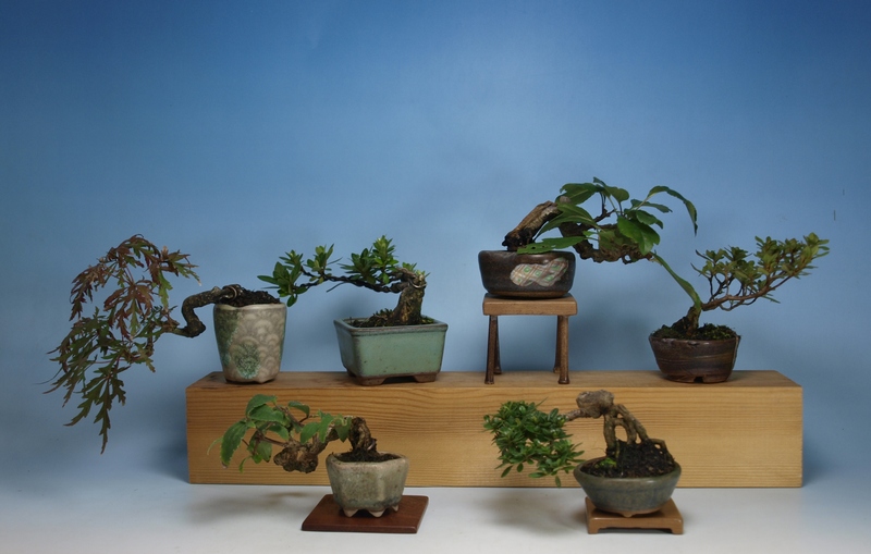 ☆さつき倶楽部☆ 皐月 盆栽 特選極小品盆栽 『 紅雲 』人気品種 小品