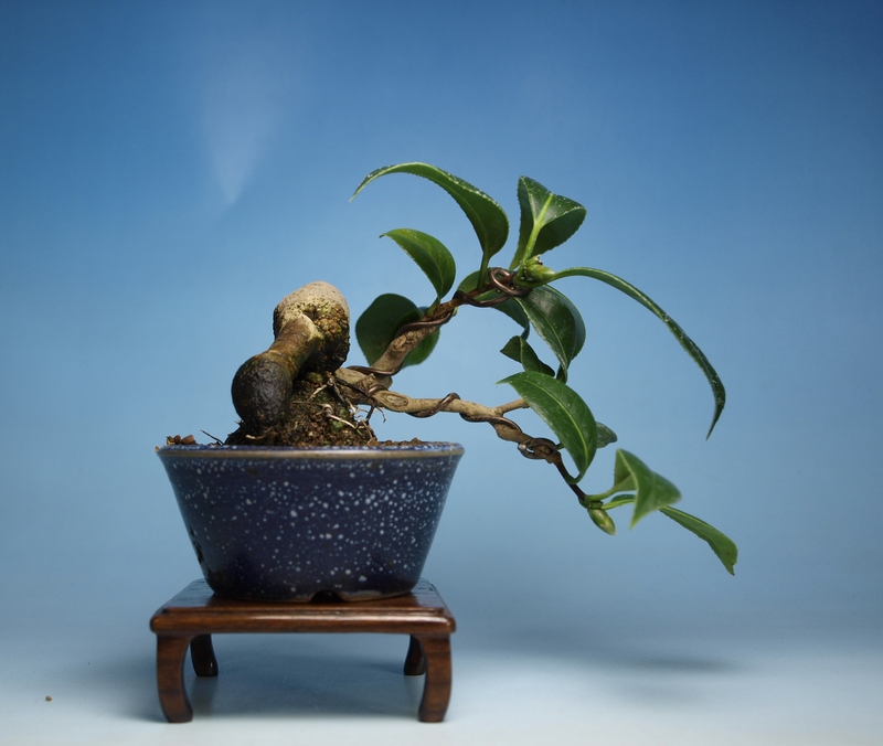 盆栽 香りツバキ/椿盆栽 椿〔侘助〕│盆栽、盆栽書籍、盆栽鉢の 椿