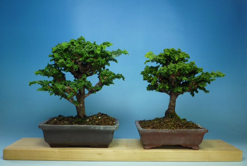 石化ヒノキ剪定 | 小品盆栽てのり樹工房