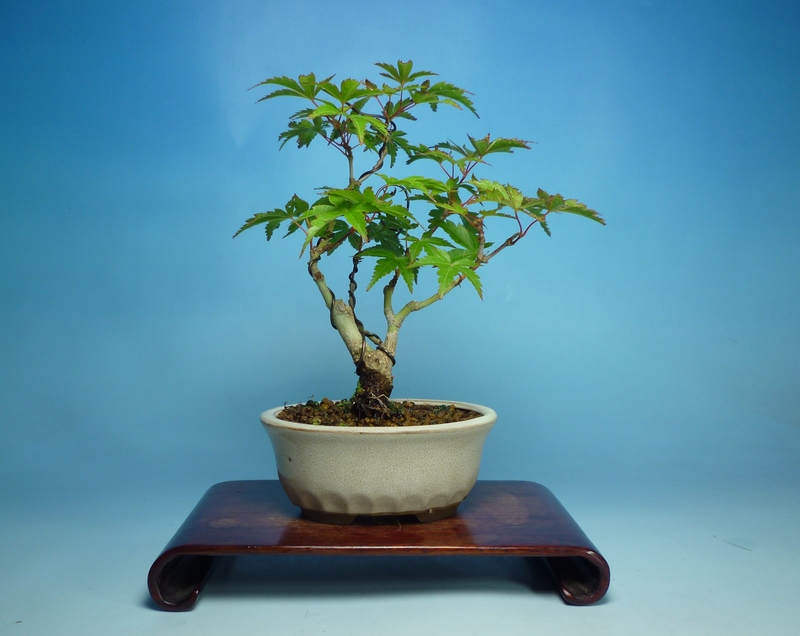 山もみじ 紅葉 紅千鳥 盆栽 雑木 植物 | sgcs.in