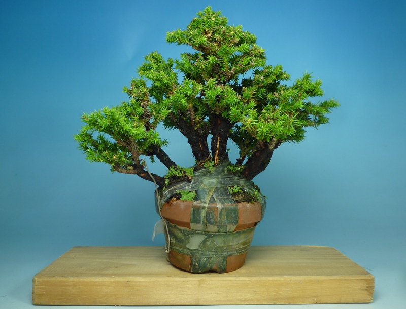 【ガチ盆栽】杉　寄せ植え　7本　太幹 スギ寄せ植え素材作成 | 小品盆栽てのり樹工房