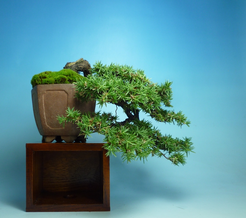 杜松 盆栽 小品盆栽 【公式通販】