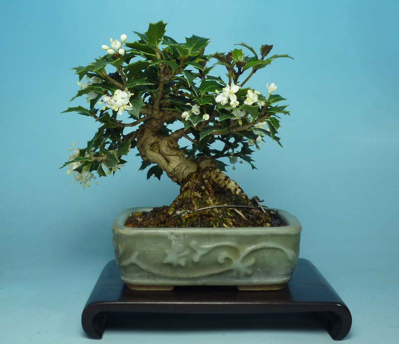 ヒイラギ開花 | 小品盆栽てのり樹工房