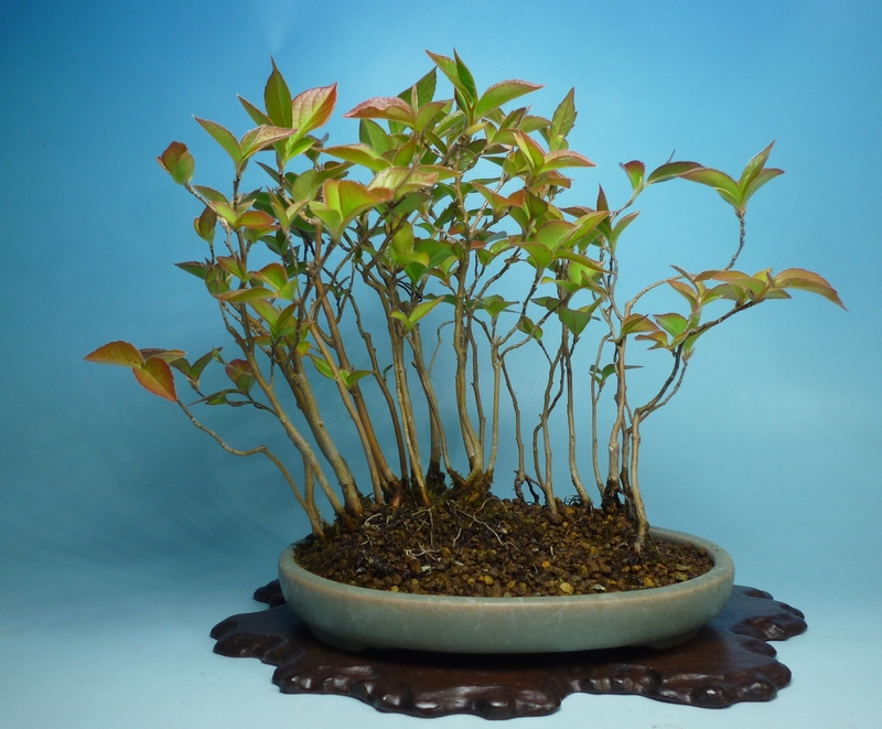 風情抜群 ヒメシャラ 姫沙羅 姫シャラ 自然味溢れる寄せ植え仕立て 11