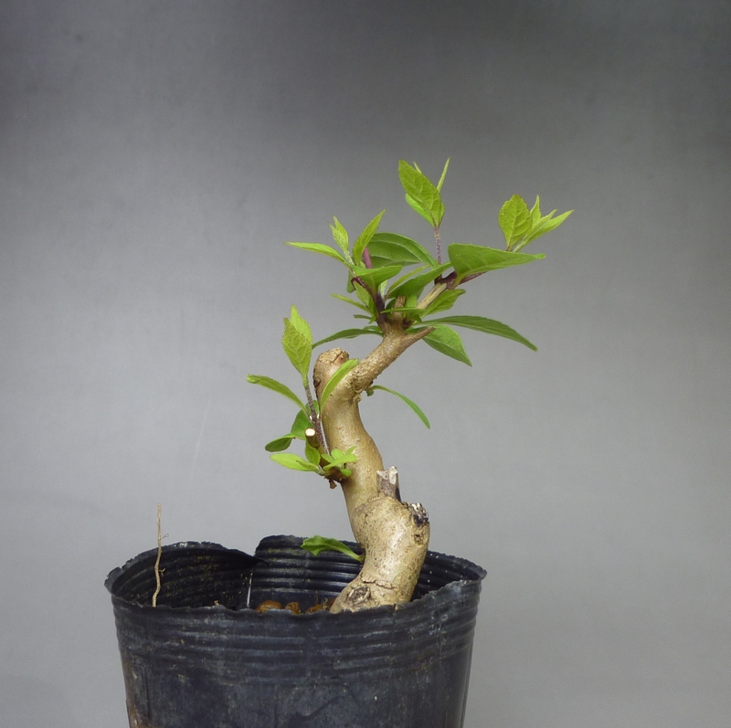 ※　ムラサキ式部根上中盆栽 根上り紫式部 ムラサキシシキブ 高級盆栽 ムラサキシキブ挿し木 | 小品