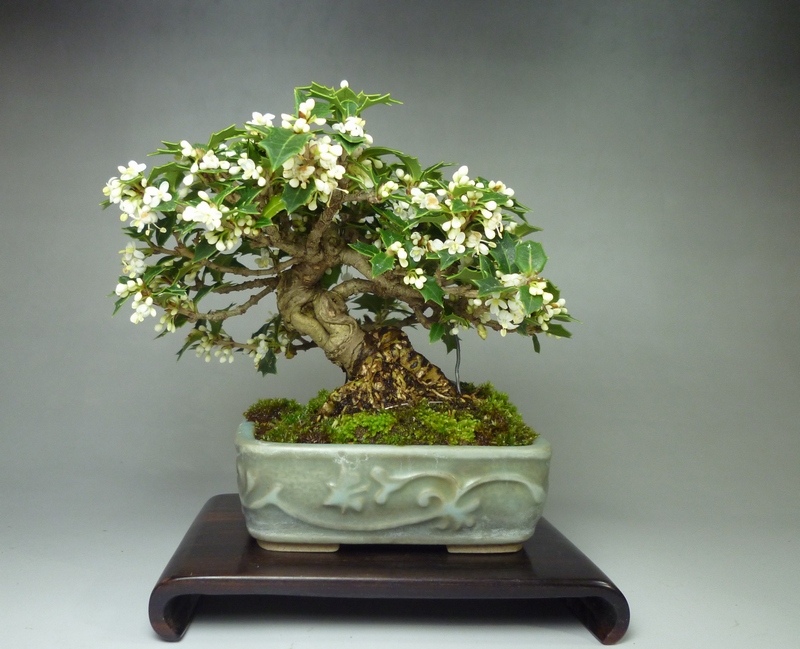 ヒメヒイラギ（香姫）開花 | 小品盆栽てのり樹工房