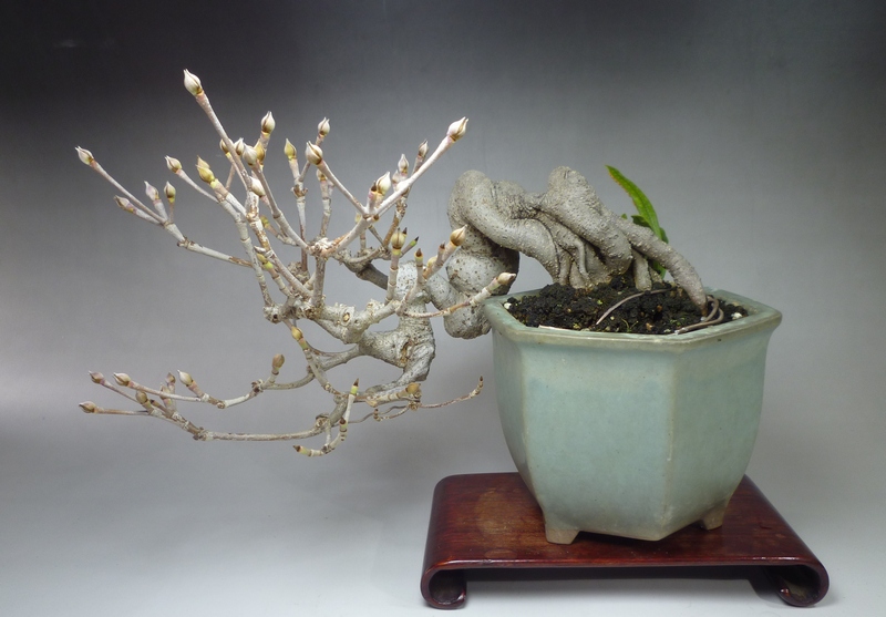 盆栽 ヤマボウシ/盆栽、多肉植物、塊根植物、観葉植物通販