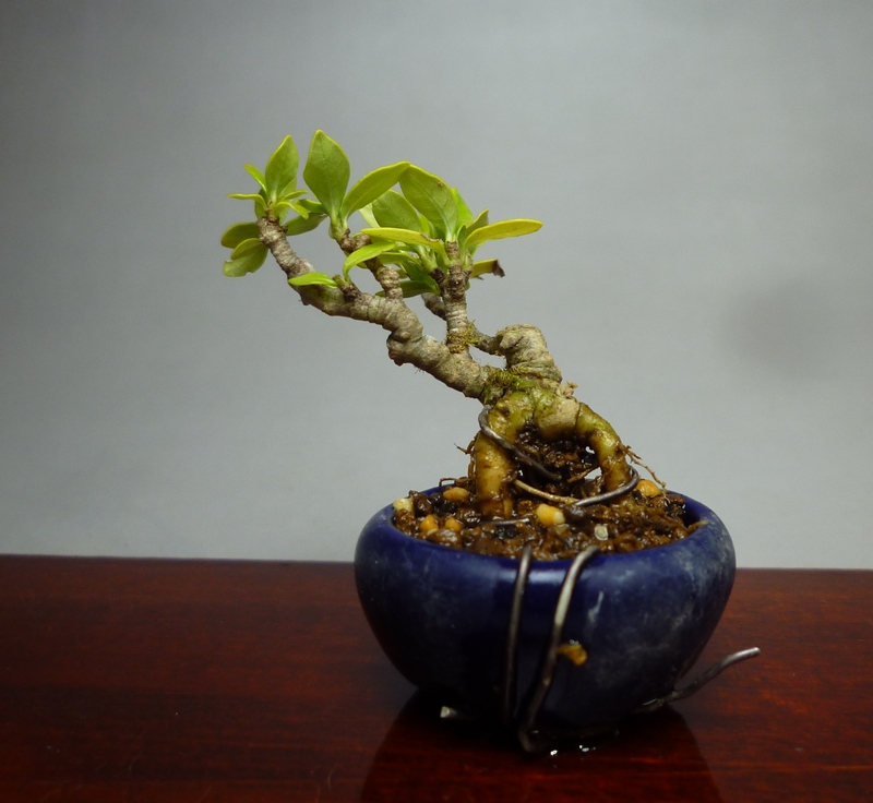 クチナシ盆栽(3) ミニ盆栽 3点セット(早乙女・寒グミ・クチナシ) ミニ