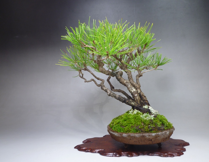 アカマツ寄せ植え | 小品盆栽てのり樹工房