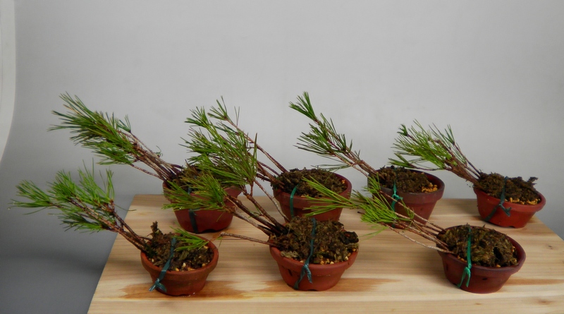 アカマツ寄せ植え | 小品盆栽てのり樹工房