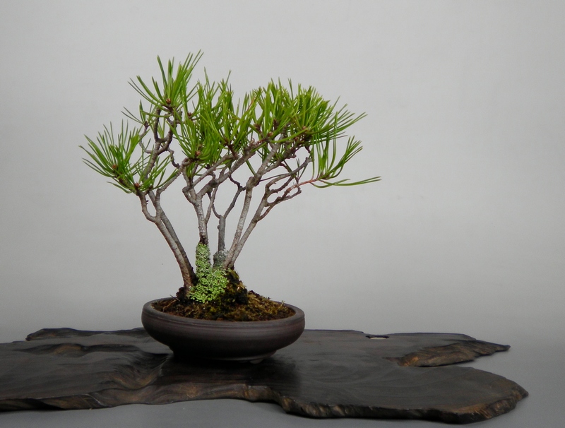 アカマツ寄せ植え続き | 小品盆栽てのり樹工房