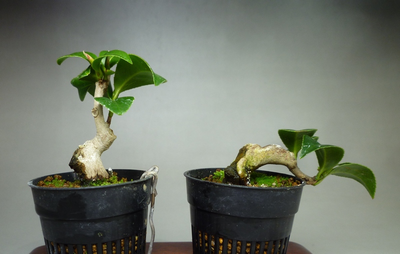 ムベ　挿し木　抜き苗　現品 ムベ 挿し木 抜き苗 現品 楽天市場】ムベ 苗の通販