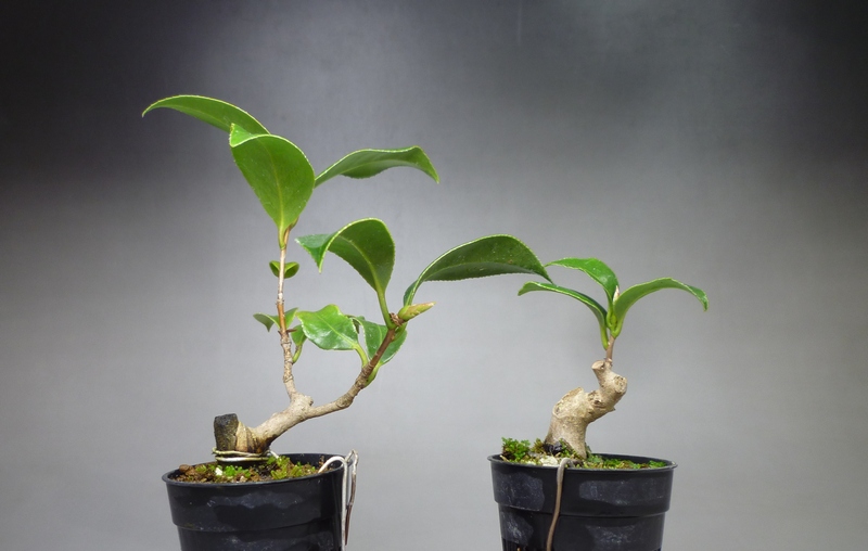 ワビスケツバキ挿し木苗 | 小品盆栽てのり樹工房